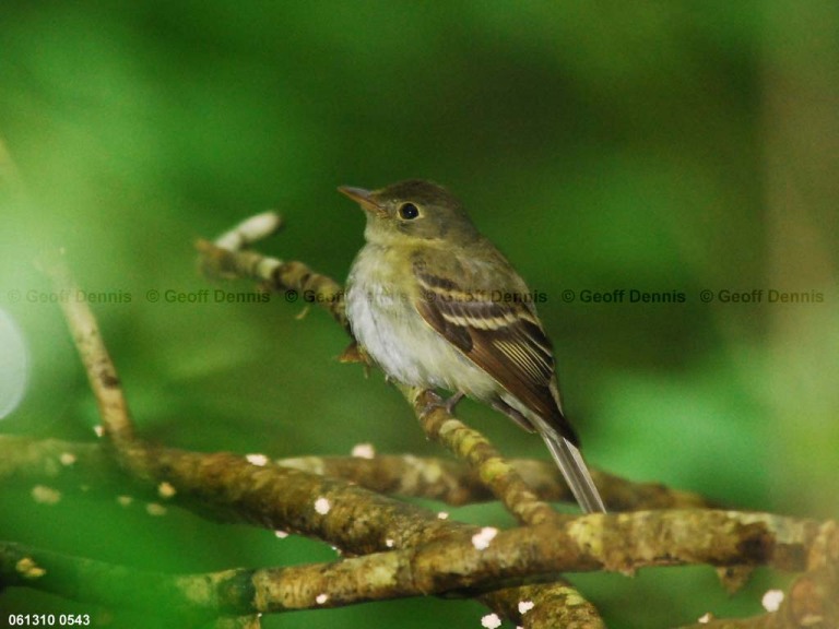 ACFL-AA_Acadian-Flycatcher