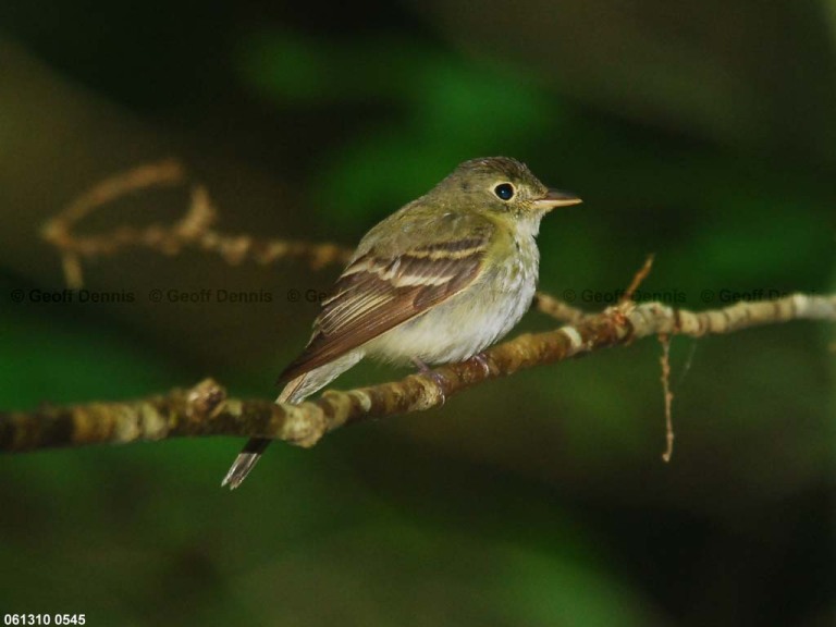 ACFL-AB_Acadian-Flycatcher