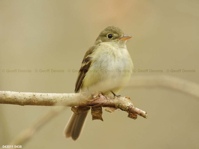 ACFL-AC_Acadian-Flycatcher