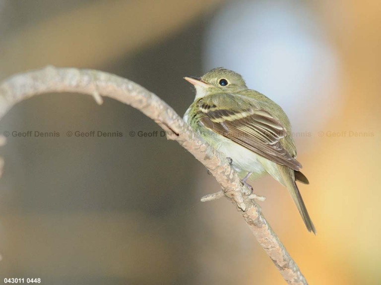 ACFL-AD_Acadian-Flycatcher