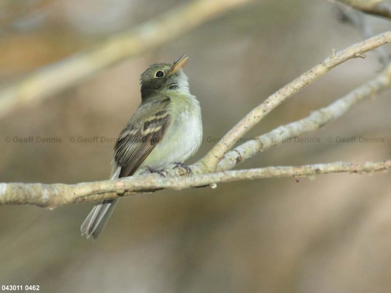 ACFL-AE_Acadian-Flycatcher