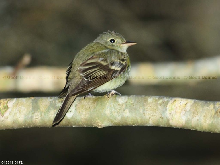 ACFL-AF_Acadian-Flycatcher