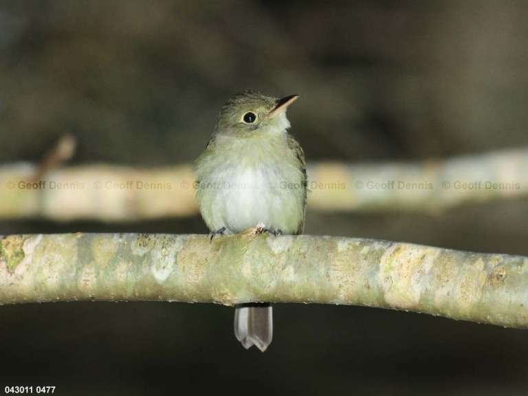 ACFL-AG_Acadian-Flycatcher