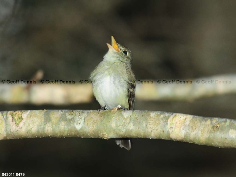 ACFL-AH_Acadian-Flycatcher