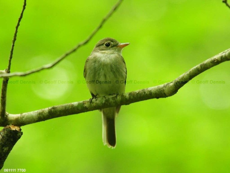 ACFL-AI_Acadian-Flycatcher