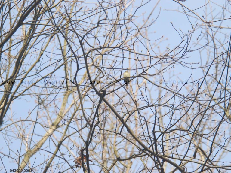 ACFL-AJ_Acadian-Flycatcher