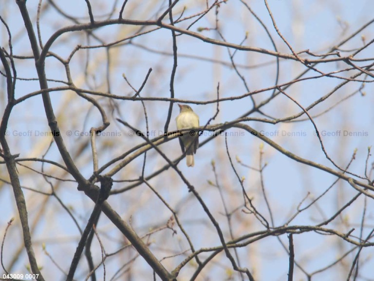ACFL-AK_Acadian-Flycatcher