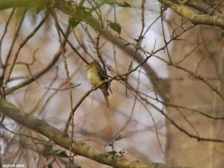 ACFL-AL_Acadian-Flycatcher
