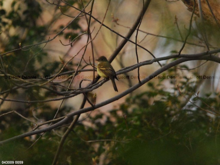 ACFL-AM_Acadian-Flycatcher