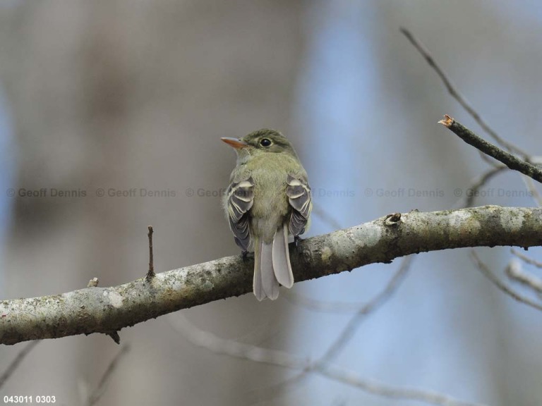 ACFL-AN_Acadian-Flycatcher