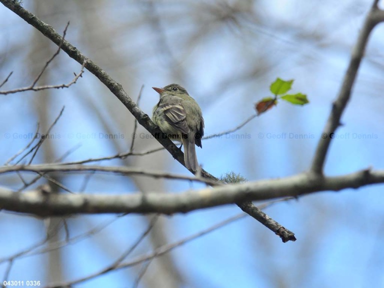 ACFL-AO_Acadian-Flycatcher