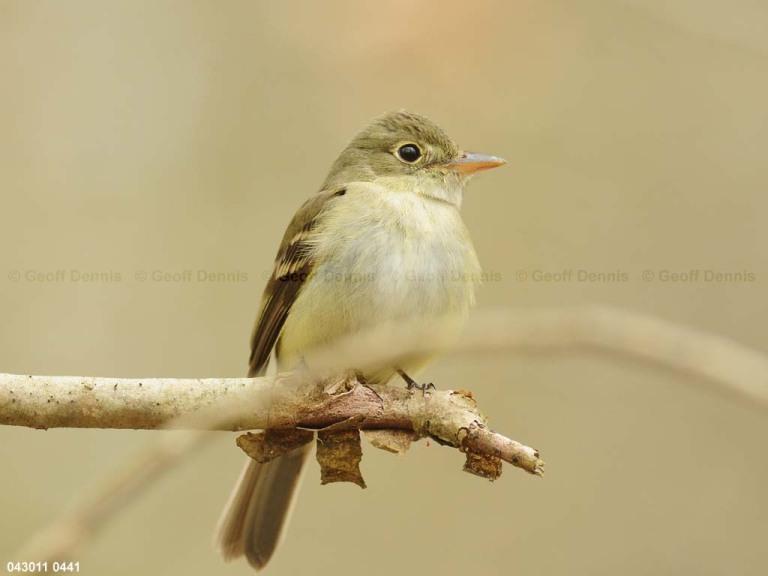 ACFL-AP_Acadian-Flycatcher