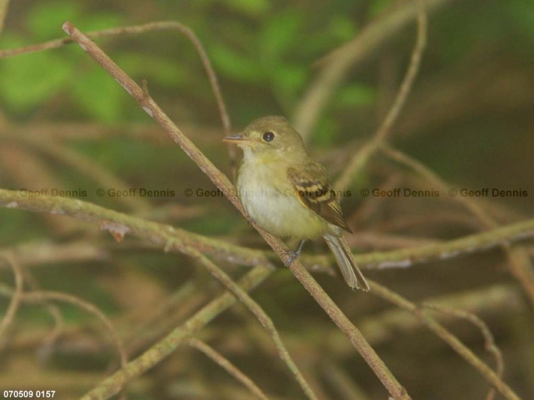 ACFL-AQ_Acadian-Flycatcher