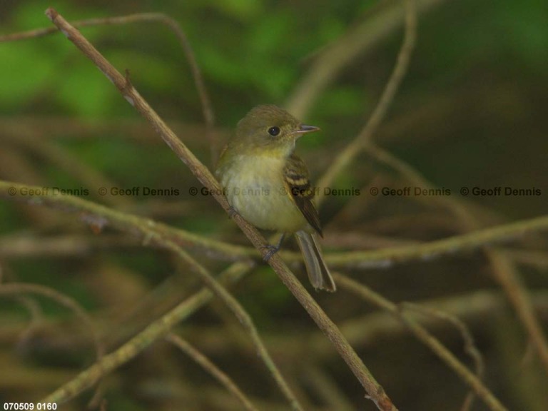 ACFL-AR_Acadian-Flycatcher