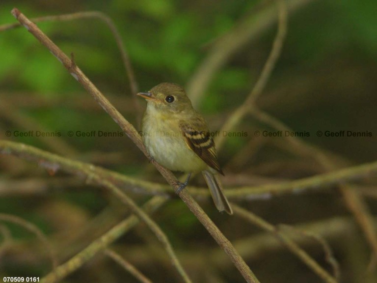 ACFL-AS_Acadian-Flycatcher