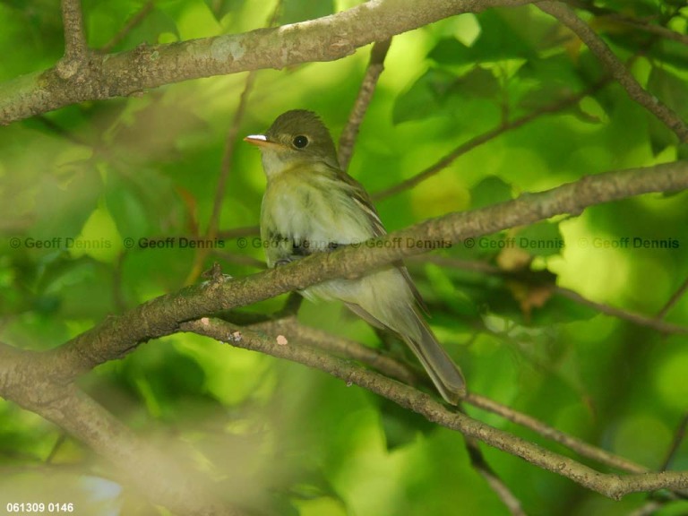 ACFL-AT_Acadian-Flycatcher