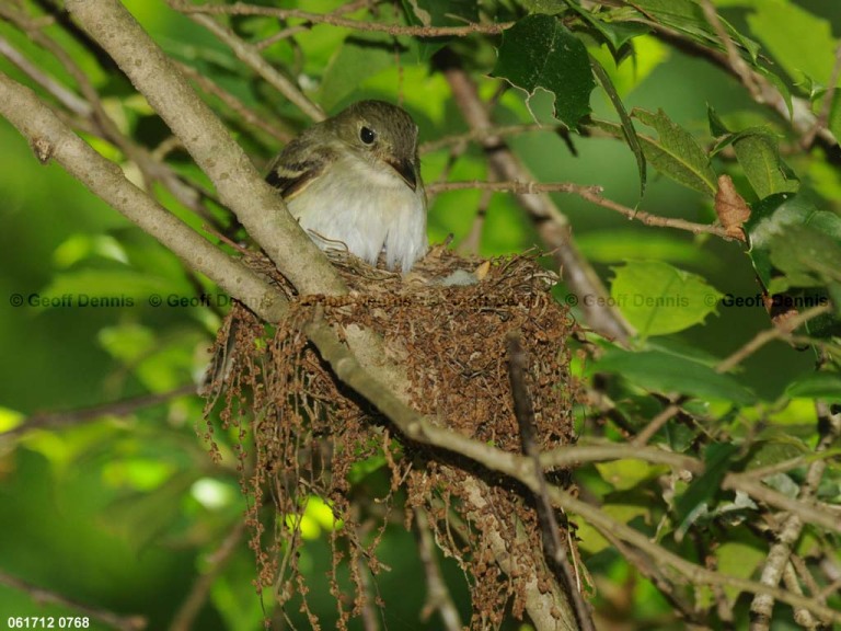 ACFL-AU_Acadian-Flycatcher