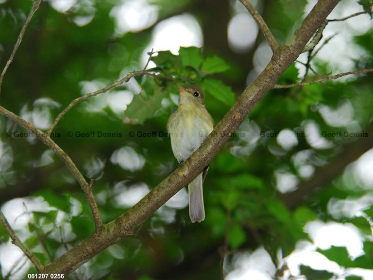 ACFL-AV_Acadian-Flycatcher