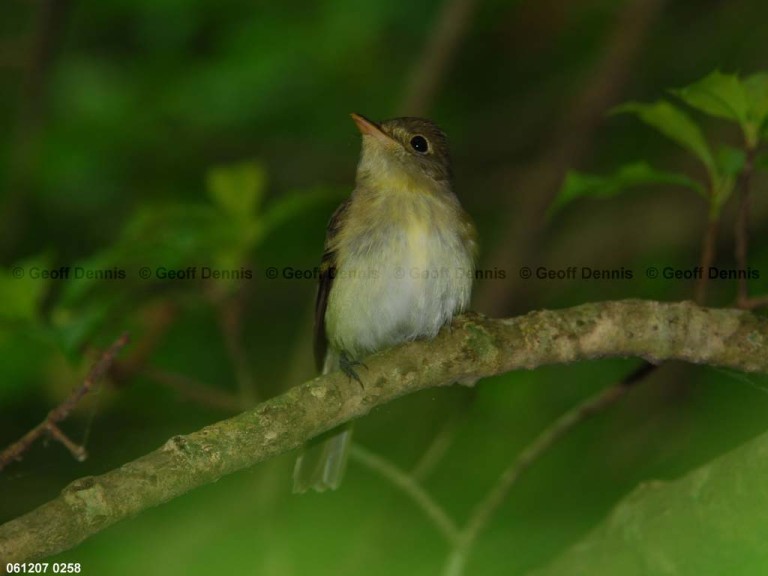 ACFL-AW_Acadian-Flycatcher