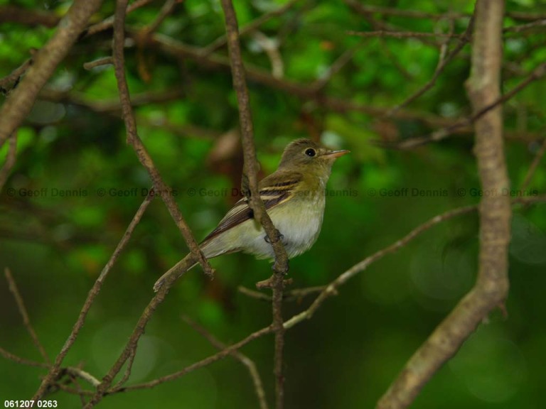 ACFL-AX_Acadian-Flycatcher