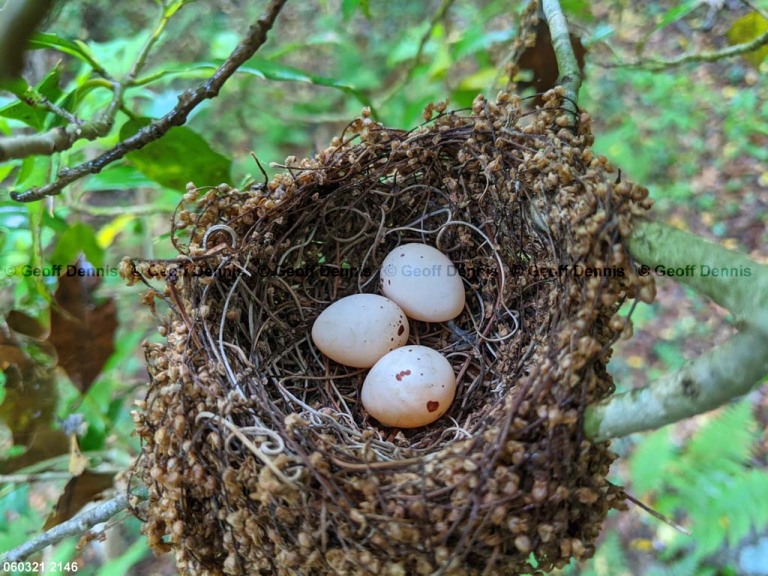 ACFL-AY_Acadian-Flycatcher