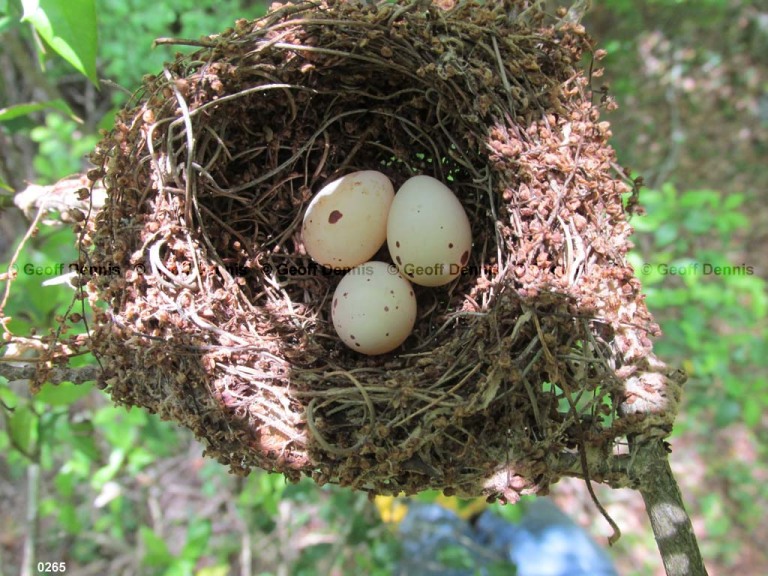 ACFL-AZ_Acadian-Flycatcher