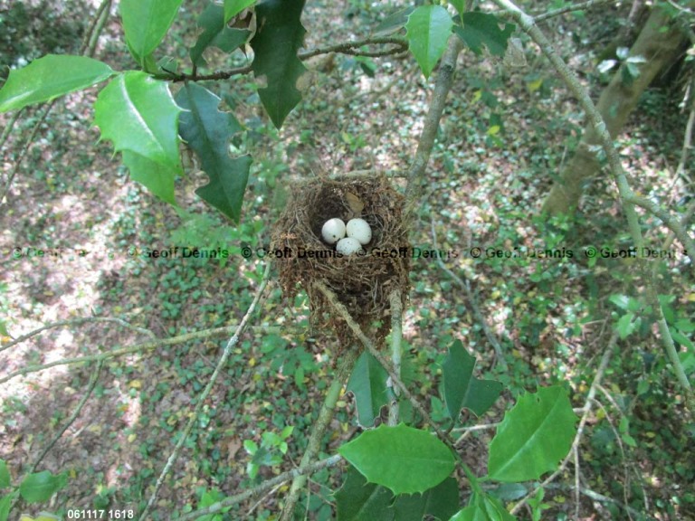 ACFL-BA_Acadian-Flycatcher