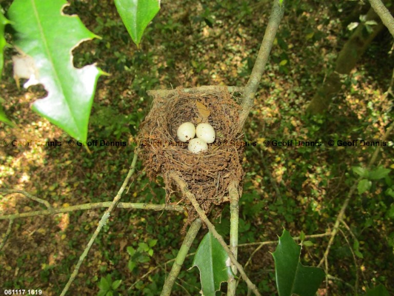 ACFL-BB_Acadian-Flycatcher