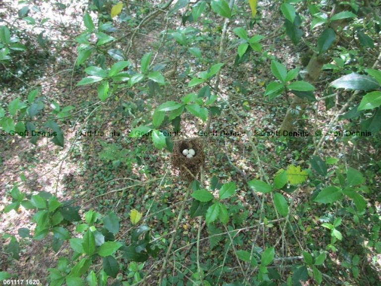 ACFL-BC_Acadian-Flycatcher