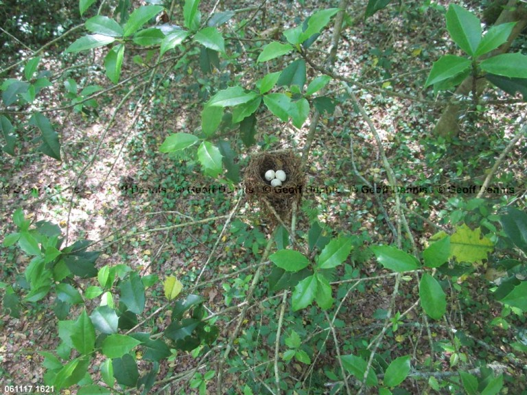 ACFL-BD_Acadian-Flycatcher