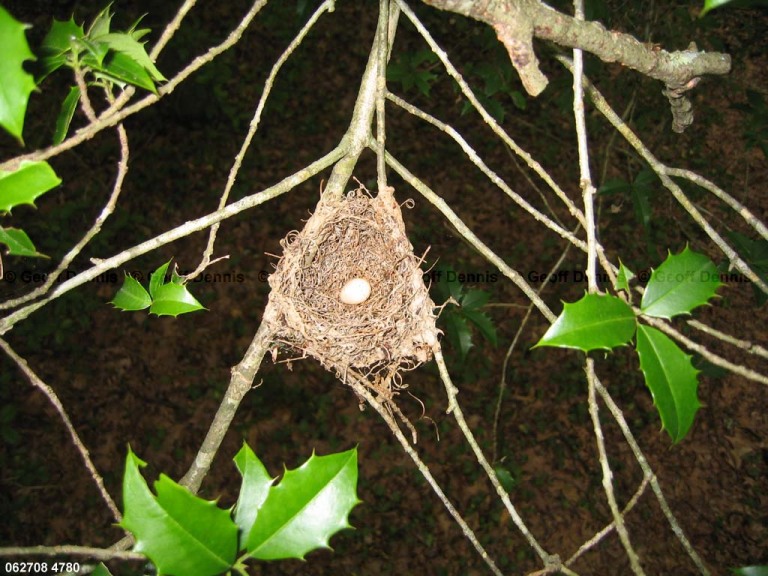 ACFL-BE_Acadian-Flycatcher