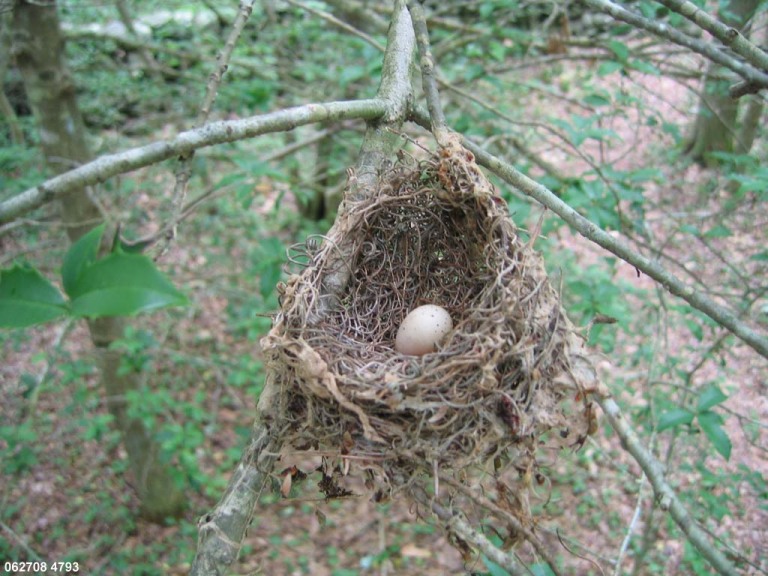 ACFL-BF_Acadian-Flycatcher