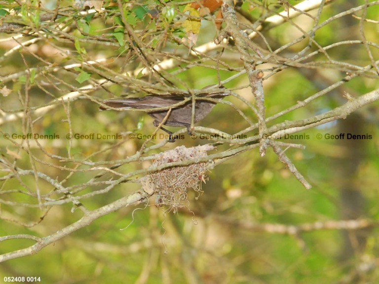 ACFL-BG_Acadian-Flycatcher