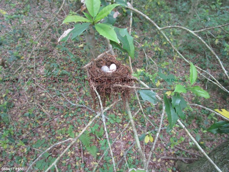ACFL-BH_Acadian-Flycatcher