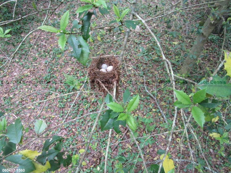 ACFL-BJ_Acadian-Flycatcher