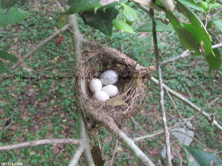 ACFL-BK_Acadian-Flycatcher