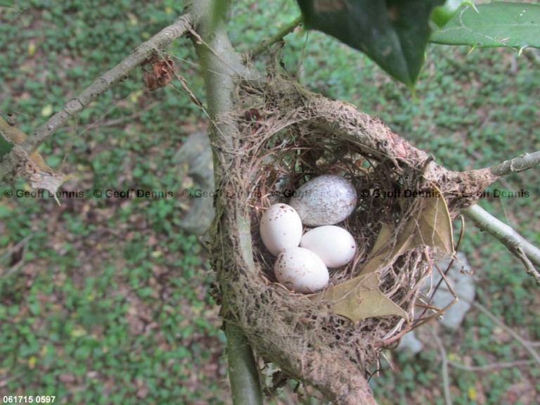 ACFL-BL_Acadian-Flycatcher