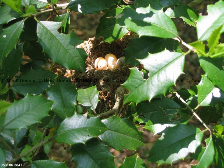 ACFL-BM_Acadian-Flycatcher