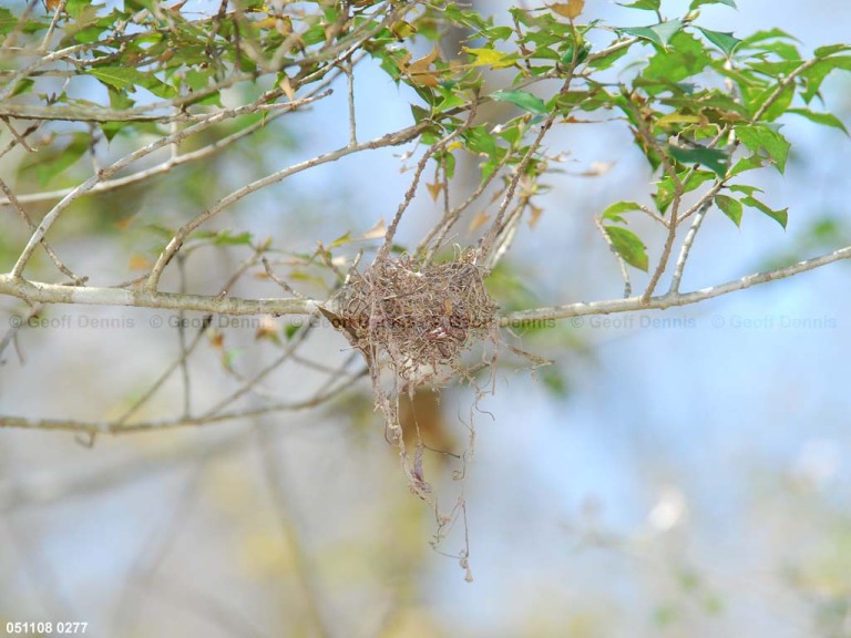 ACFL-BO_Acadian-Flycatcher