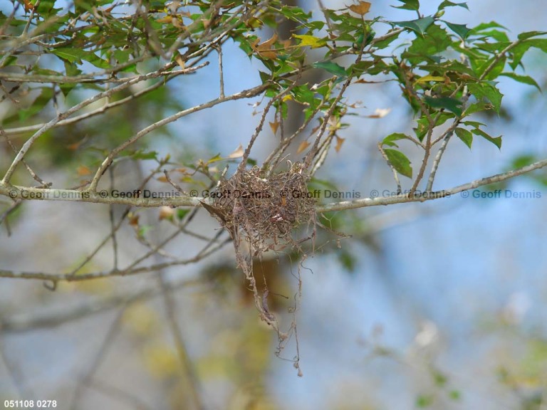 ACFL-BP_Acadian-Flycatcher