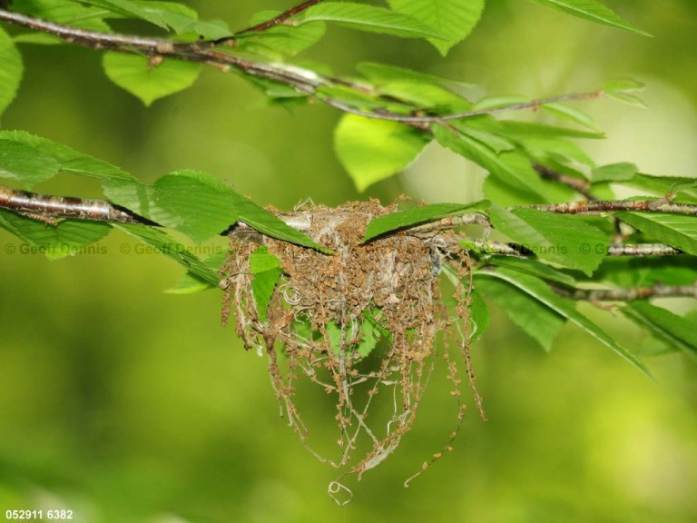 ACFL-BQ_Acadian-Flycatcher