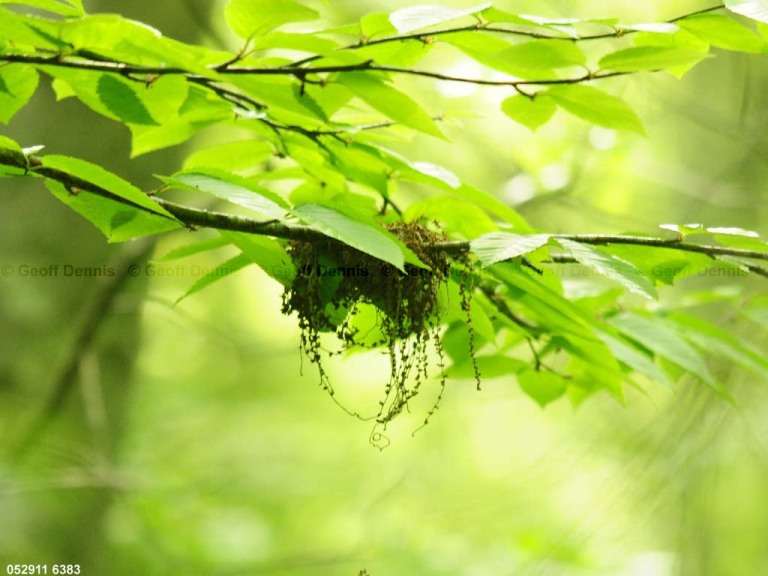 ACFL-BR_Acadian-Flycatcher