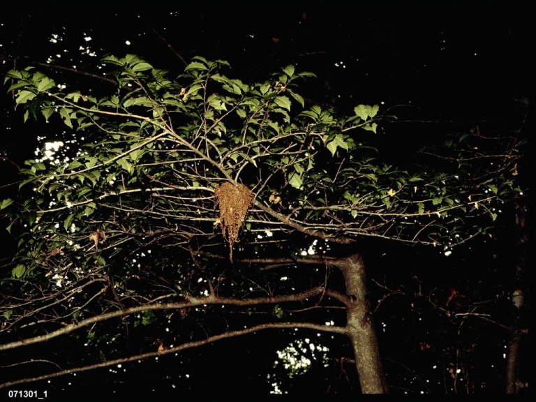 ACFL-BS_Acadian-Flycatcher