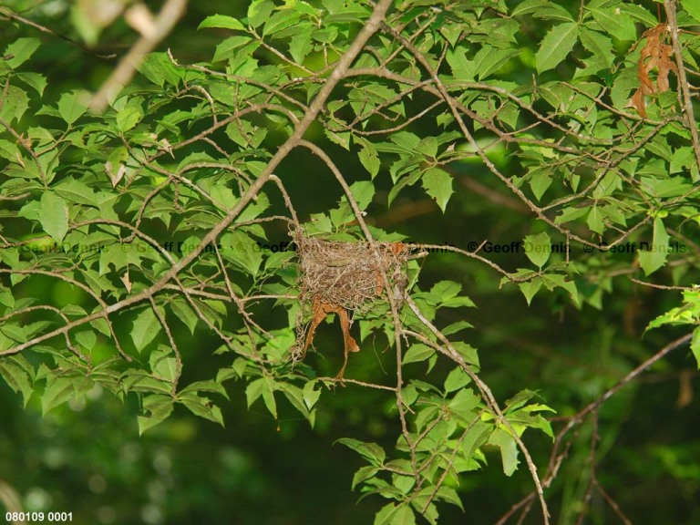 ACFL-BT_Acadian-Flycatcher
