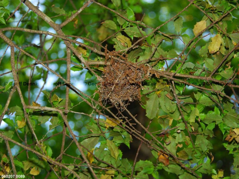 ACFL-BU_Acadian-Flycatcher