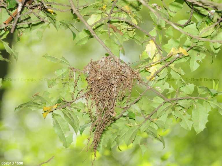 ACFL-BV_Acadian-Flycatcher