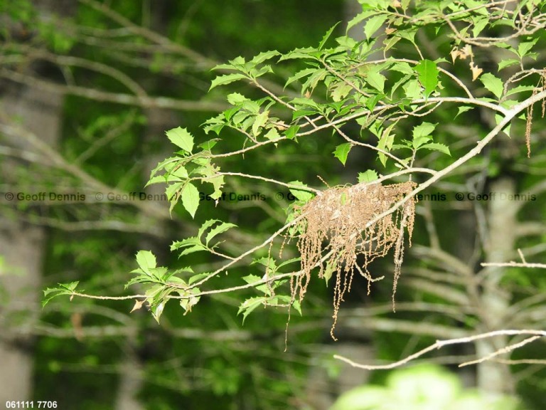 ACFL-BW_Acadian-Flycatcher