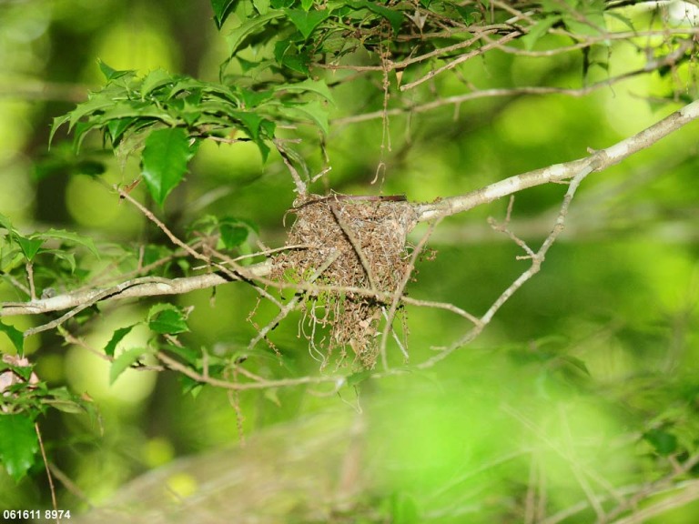 ACFL-BX_Acadian-Flycatcher