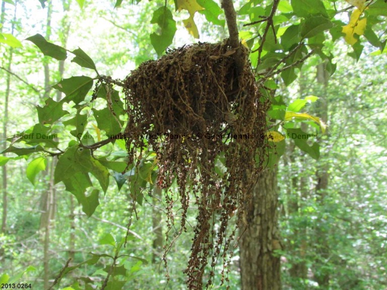 ACFL-BY_Acadian-Flycatcher