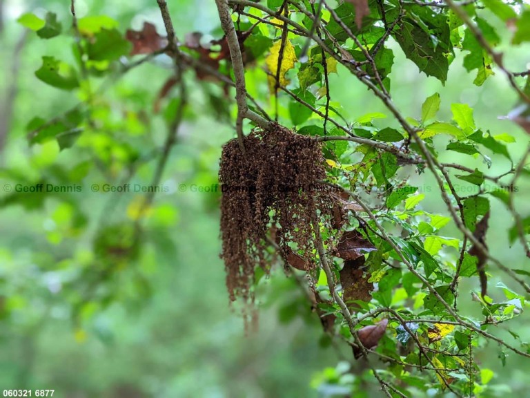 ACFL-BZ_Acadian-Flycatcher